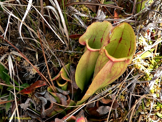 {Sarracenia rosea}